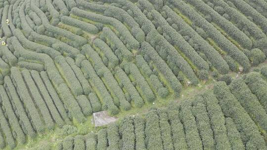 杭州西湖梅家坞茶园茶山