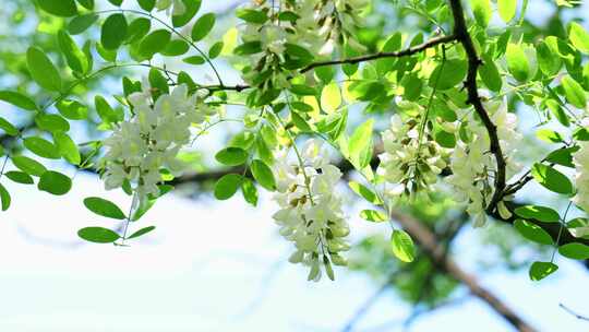 满山槐花 槐花槐树林