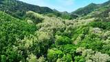 满山槐花 槐花槐树林高清在线视频素材下载