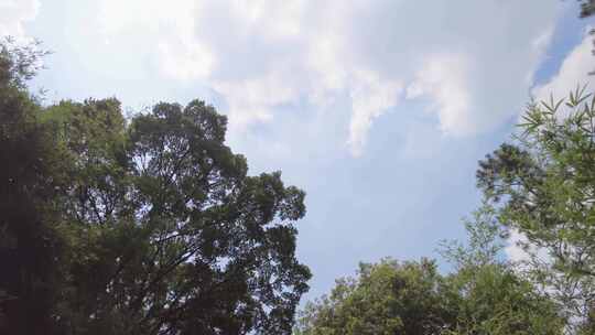 蓝天白云树林大自然环境