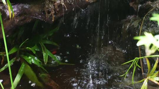 热带雨林景观热带植物瀑布流水