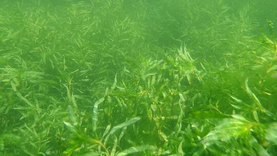 水下摄影茂盛的水草