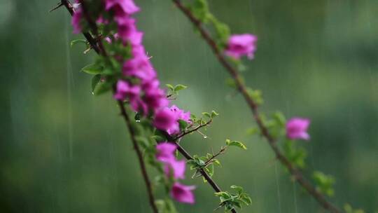 暴雨期间的鲜花视频素材模板下载