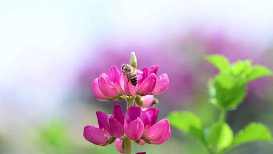 蜜蜂采蜜忙