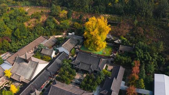 航拍西安古观音禅寺秋天银杏树