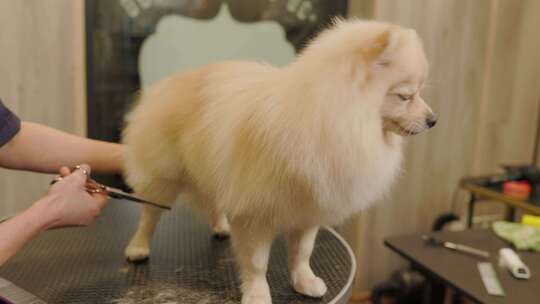 美容师在狗狗水疗中心用剪刀稀释浓密的狗毛