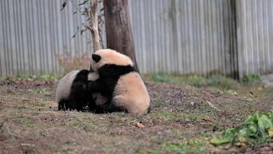 嬉闹的大熊猫幼崽视频素材模板下载