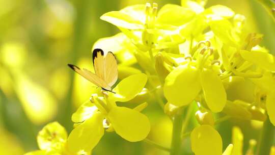 油菜花基地蝴蝶B段4K视频素材模板下载