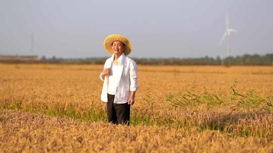 稻谷 希望的田野 农民丰收高清在线视频素材下载