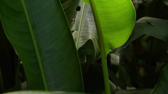 芭蕉特写视频绿色植物素材爱护环境唯美微距