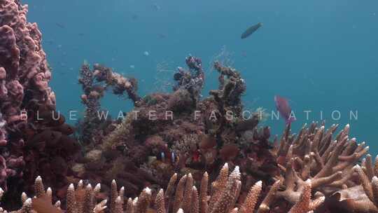 海葵鱼在海葵中游泳海葵被鹿角珊瑚包围，后