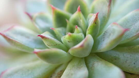 盆栽 多肉 绿色 植物 多花瓣