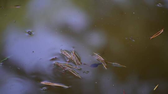 池塘蝌蚪水生物生态视频素材模板下载