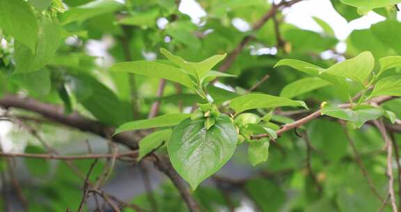 生机勃勃的柿子树嫩叶柿子花