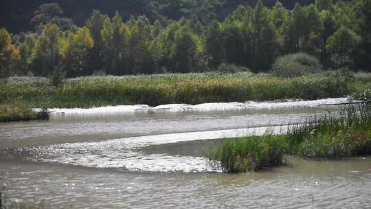 河边阳光风吹芦苇