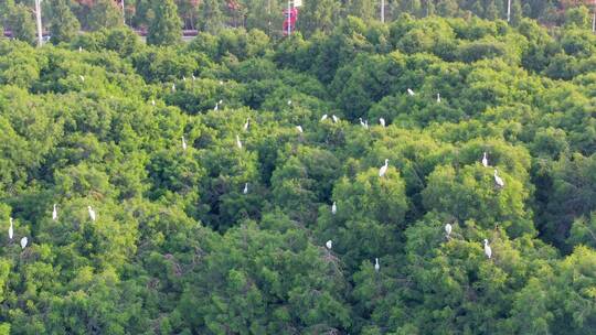 航拍栖居在水杉里的白鹭群