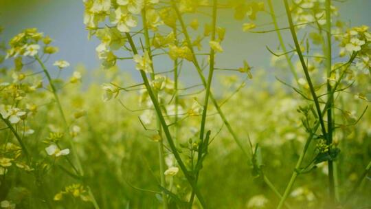 油菜花升格春天万物复苏