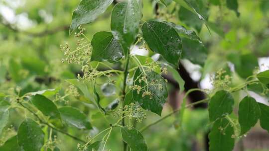 升格慢镜头夏季风雨中飘摇的香樟树绿色树叶