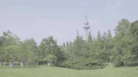 青岛中山公园夏季树木草地空镜