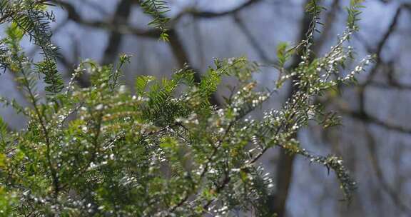 春天山区红豆杉新叶嫩芽