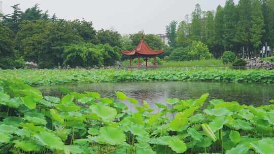 雨天公园荷花池