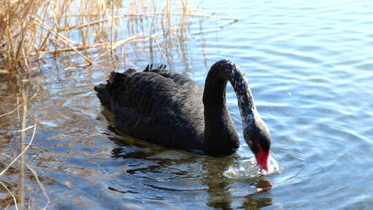 黑天鹅在水中觅食喝水