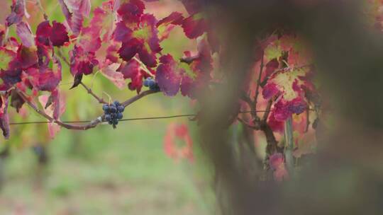 葡萄树上成熟的葡萄特写视频素材模板下载