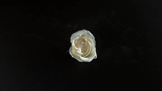 白玫瑰爆炸颗粒