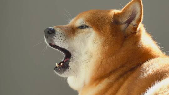 日本柴犬宠物狗搞笑4K视频素材模板下载