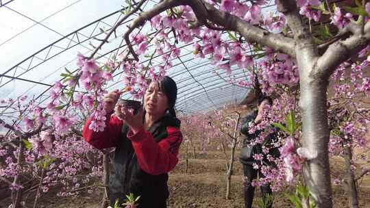 桃花盛开时节果农为桃花人工授粉