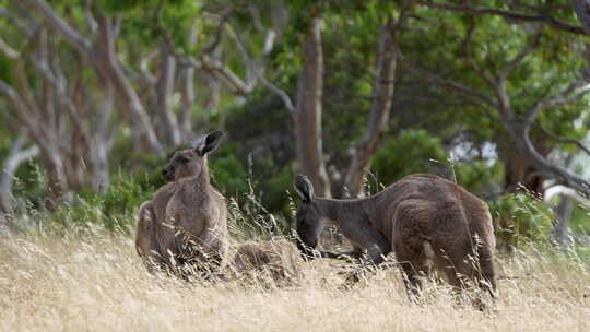 夏天，南澳大利亚深溪保护区的一群袋鼠在长