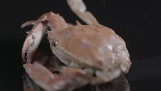 螃蟹飞蟹梭子蟹LOG原视频素材视频素材模板下载