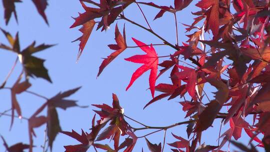 鲜红的秋叶视频素材模板下载