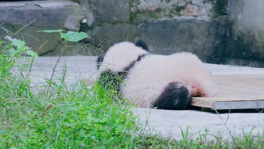 大熊猫幼崽晒太阳视频素材模板下载