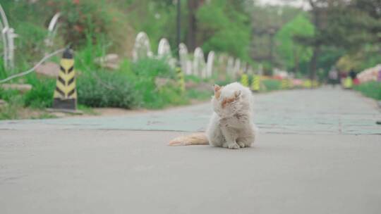 城市街头流浪猫 /流浪动物/ 猫咪