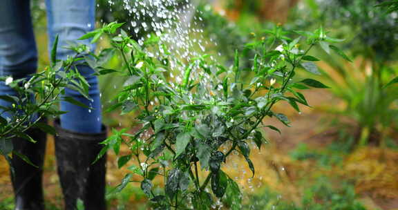 灌溉辣椒