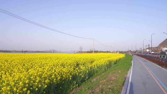 杭州富阳富春江江畔春天油菜花风景