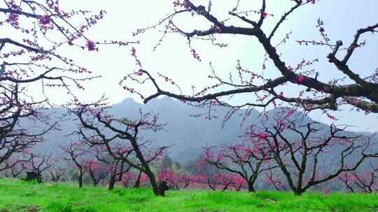 桃花树桃花林桃花山