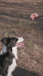 一只边境牧羊犬看着一个人的手