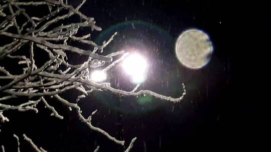 雨雪打在树枝上