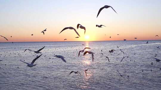 海鸥 海边 海平线 日出 群鸟 大海