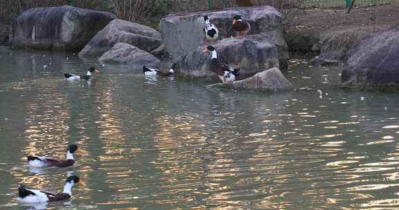 鸭子戏水游泳阳光湖水