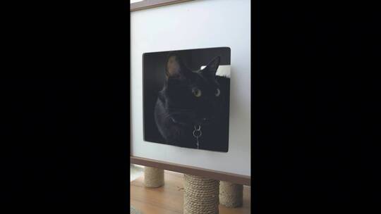 猫舍里的黑猫视频素材模板下载