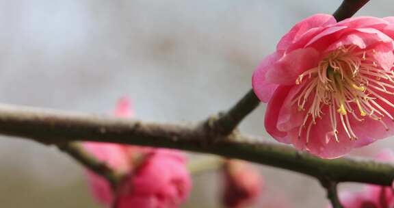 阳光轻轻摇摆梅花 立春花开微风 微距特写