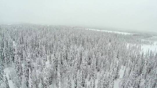 被厚厚积雪覆盖的冰冻森林视频素材模板下载