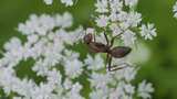 初夏，黑蚂蚁在蛇床子的伞型小白花上爬行高清在线视频素材下载