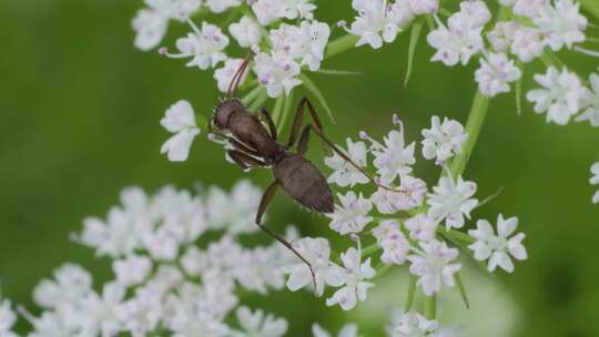 初夏，黑蚂蚁在蛇床子的伞型小白花上爬行