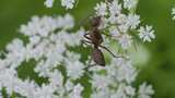 初夏，黑蚂蚁在蛇床子的伞型小白花上爬行高清在线视频素材下载
