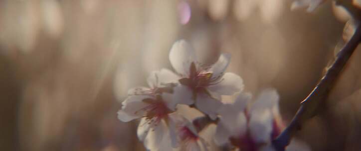 树，花，阳光，阳光