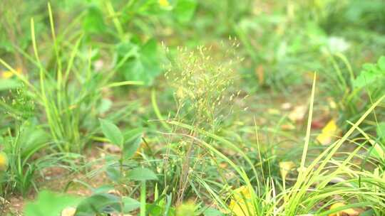 钻野紫菀 野菜 草本植物 菊科 顽固杂草